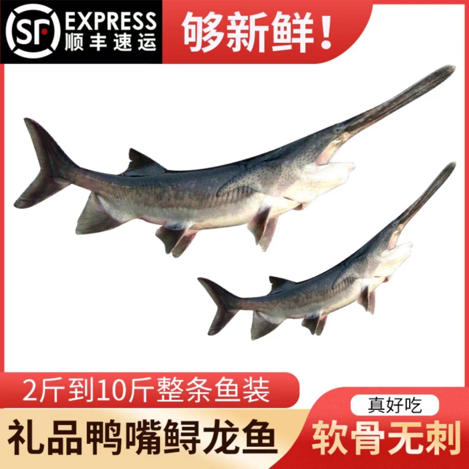 顺丰优质新鲜活体现杀食用软骨无刺鱼鸭嘴鲟鱼送礼品饭店用鱼水产