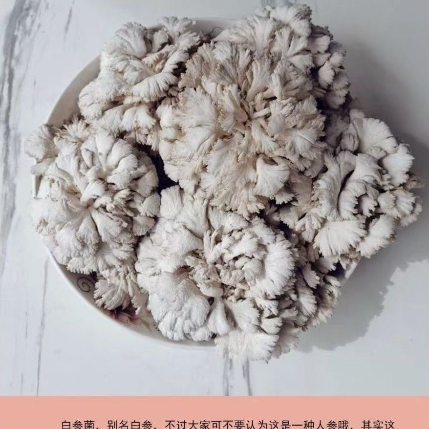 鲜白参菌特产山珍当季新品雪莲花菌菇新鲜蔬菜顺丰包邮