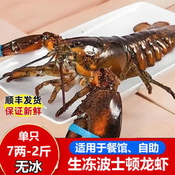 生冻波士顿龙虾非鲜活速冻海鲜水产大波龙澳洲龙虾新鲜波斯顿龙虾