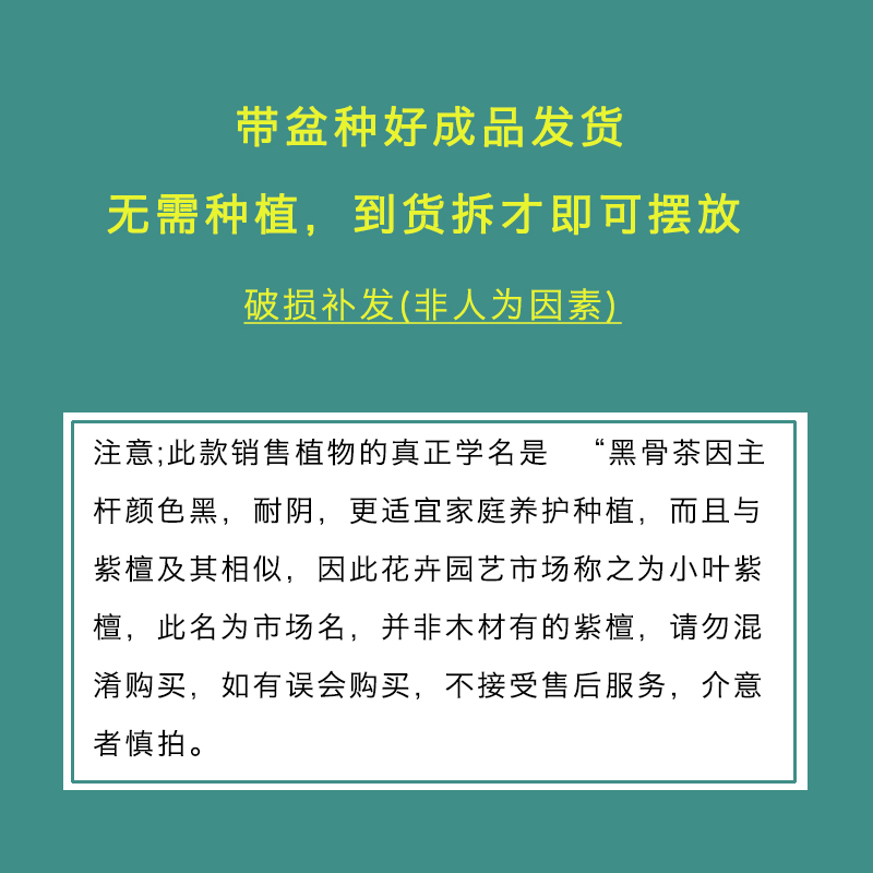 小叶紫檀盆景老桩黑骨茶盆栽绿植客厅室内植物四季常青桌面微景观