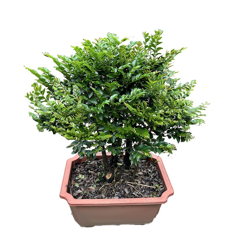 小叶紫檀盆景老桩植物客厅办公室内桌面花卉绿植盆栽树苗四季常青