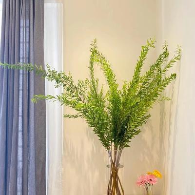 雪柳叶鲜切枝条水培植物室内家庭水养绿植高级感客厅摆件基地直发