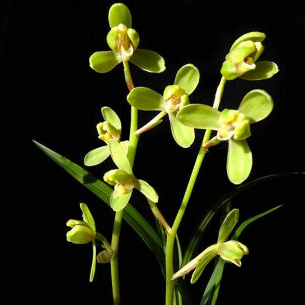 带花苞寒兰正格梅瓣 寒香梅 株型挺拔 秀气 花多浓香 非常好养