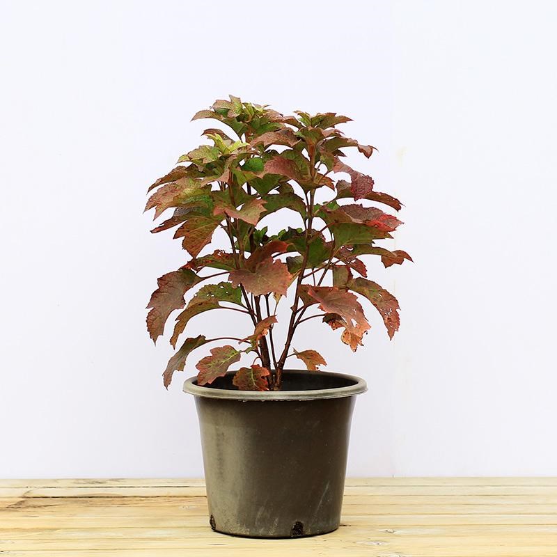 栎叶绣球和声花球硕大颜值超高圆锥绣球中华木绣球观赏期长