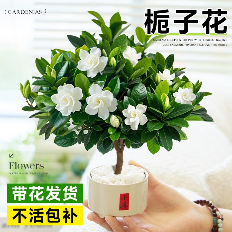 栀子花盆栽四季开花浓香带花苞室内桌面茶几好养花卉绿植造型盆景