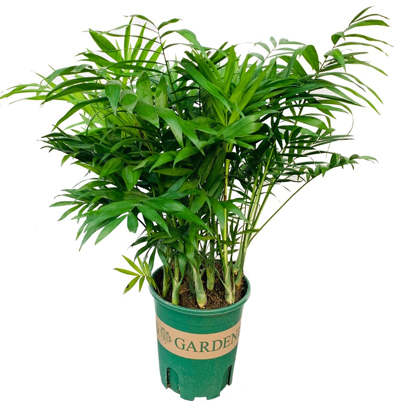 大袖珍椰子散尾葵植物盆栽凤尾竹办公室客厅室内净化空气大型绿植