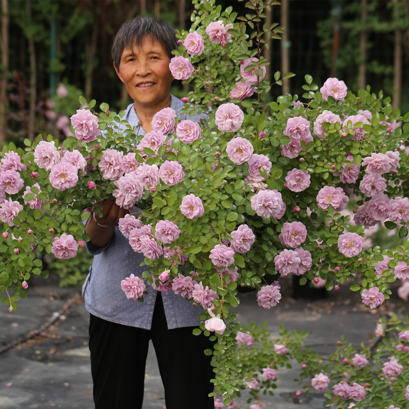 海蒂的花园月季盆栽带花苞朱丽叶红果珊瑚果冻莫奈藤本植物花苗