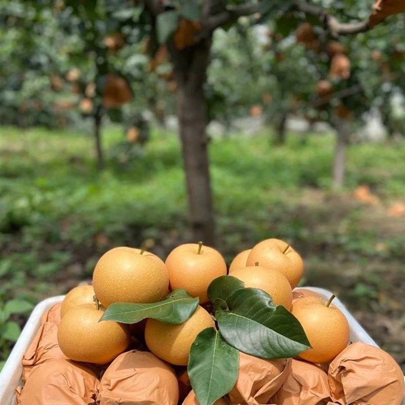 梨子袋袋 梨袋袋 梨的袋子 梨树袋 梨子袋,农机/农具/农膜,水果套袋/果袋,淘宝优惠券,粉丝福利购,淘宝优惠卷