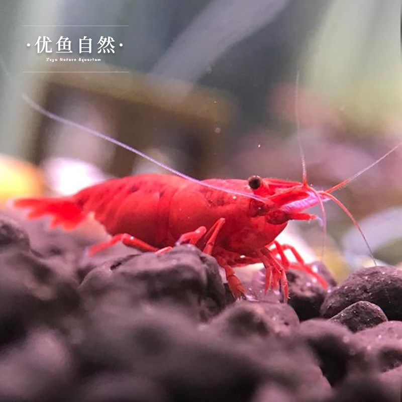 烤漆虾黑壳虾除藻虾鲜活观赏虾淡水宠物虾樱花虾极火虾鱼缸清洁虾,宠物/宠物食品及用品,虾,淘宝优惠券,粉丝福利购,淘宝优惠卷