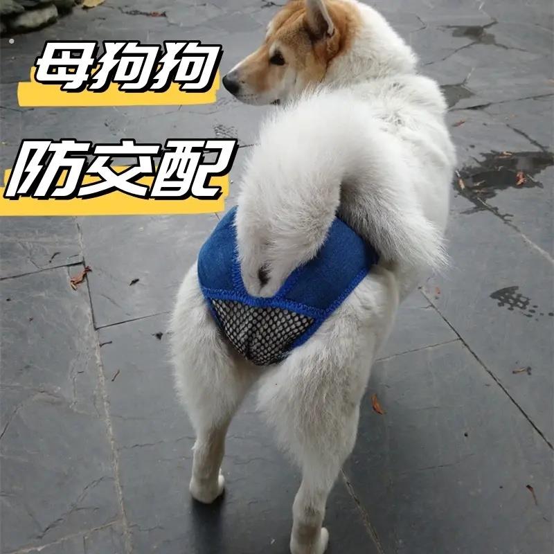 母狗防交配神器狗狗生理裤母狗狗宠物生理期安全裤发情小型犬防