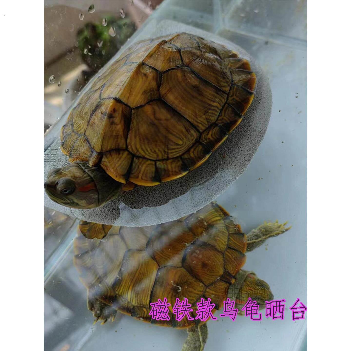 乌龟晒台加强款大缸用磁铁悬浮台深水位超大展示台龟缸轻石晒背石