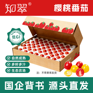 【知翠】粒采樱桃小番茄生吃小西红柿新鲜水果酸甜小柿子