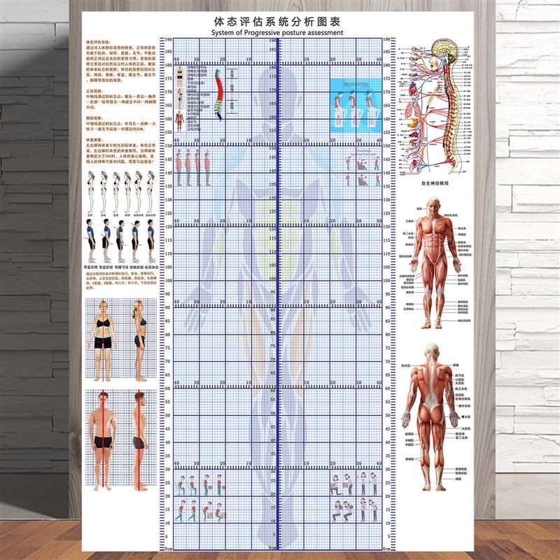 体态评估墙贴精准尺寸身高测量表健身房体测网格纸身体矫正体态表