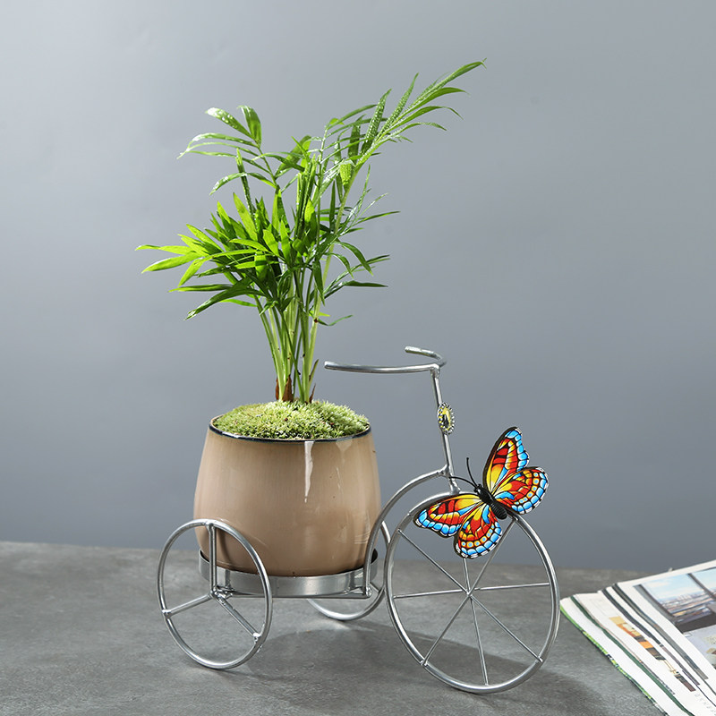 文竹盆栽发财树植物铁艺室内净化空气办公室桌面绿植花卉好养盆景,鲜花速递/花卉仿真/绿植园艺,绿植,淘宝优惠券,粉丝福利购,淘宝优惠卷