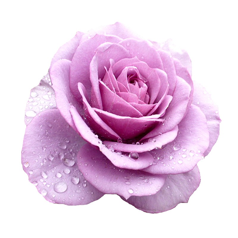 薰衣草花环无刺爬藤蔷薇月季花苗阳台庭院爬墙玫瑰苗多季花卉绿植