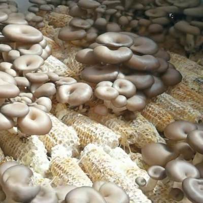玉米芯菌种平菇三级菌种蘑菇菌包家庭种植榆黄菇袖珍菇发货快