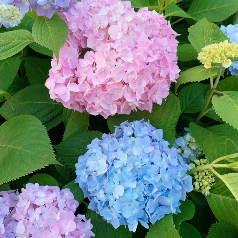 无尽夏绣球花大苗特大花型盆栽老桩室内外别墅庭院四季花卉绿植物