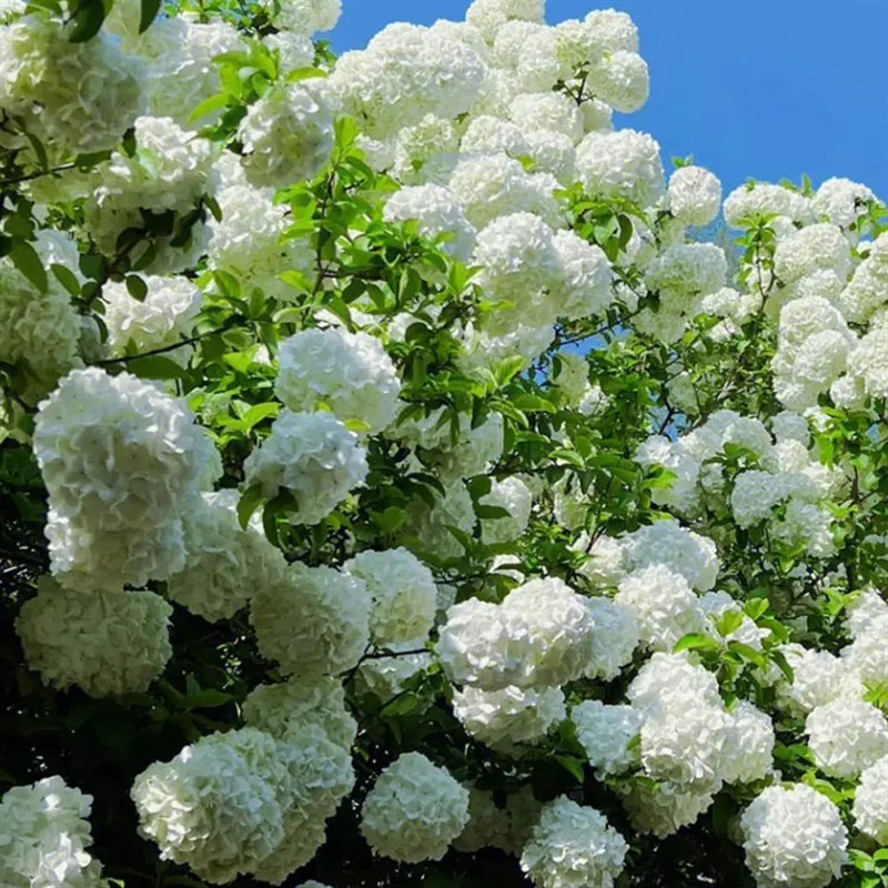木绣球斗球中华木绣球花园庭院盆栽花卉木本植物花镜搭配绣球花