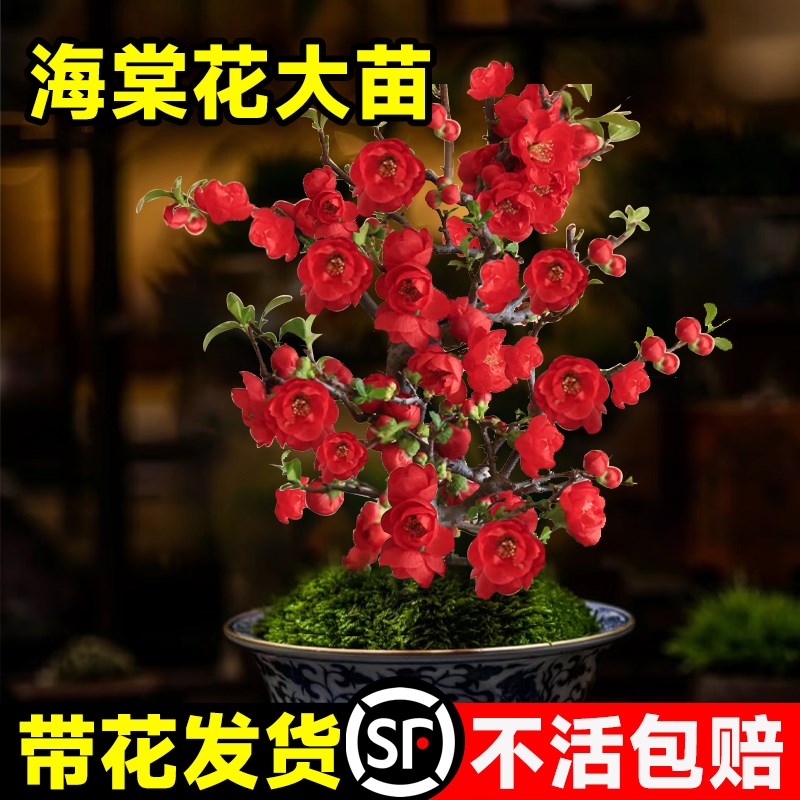 长寿冠海棠花盆栽四季开花盆景重瓣海棠花树苗花卉植物室内绿植禄