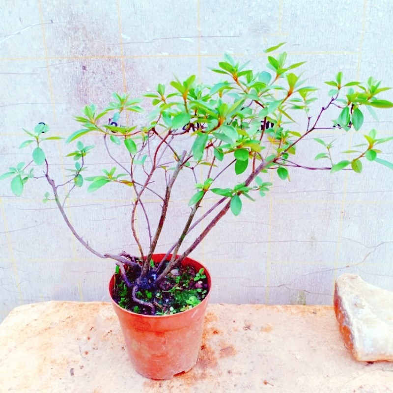 室内栽植生杜鹃老桩盆景野花精品小坨名贵树苗木一物一拍下映山红