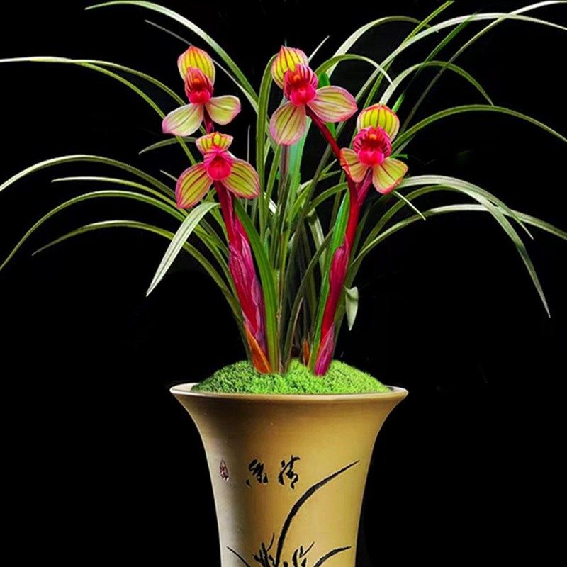 春兰铭品【带花苞】浓香兰花醉红妆精品高档兰花盆栽室内绿植花卉