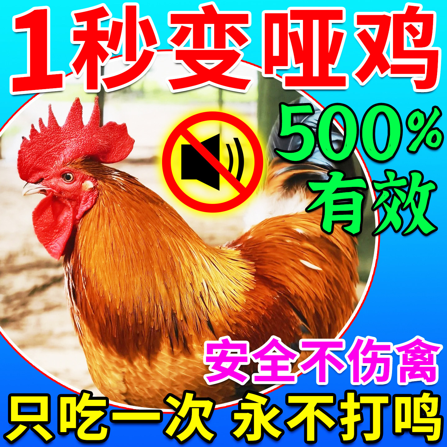防止公鸡打鸣神器阉鸡哑巴专用药不让鸡鸭鹅早上叫通用止鸣剂饲料