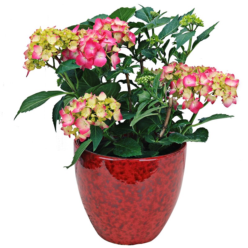 北京绣球花卉蓝色红色室内开花植物盆栽桌面阳台喜光绿植同城送货