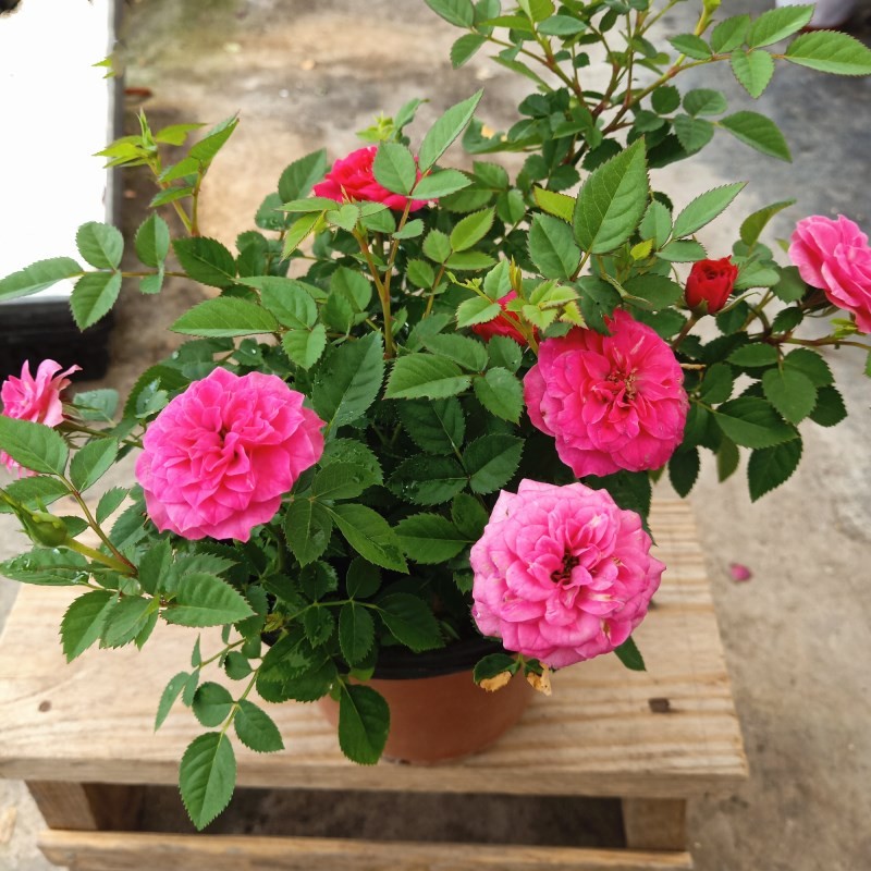 月季盆栽  欧月 微型玫瑰 迷你月季玫瑰 带花带土发 2盆包邮