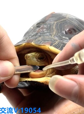 游龙龟舍宠物开口器乌龟开口器黄缘龟安缘箱龟灌药器拒食不开食