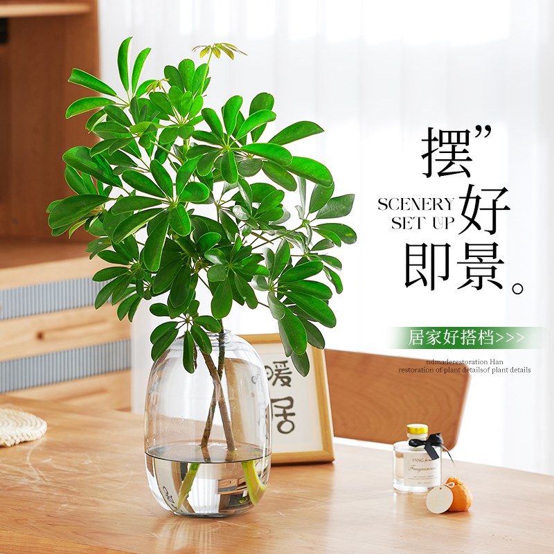 水培鸭脚木鸭掌木室内水养植物办公桌装饰客厅绿植发财树八方来财