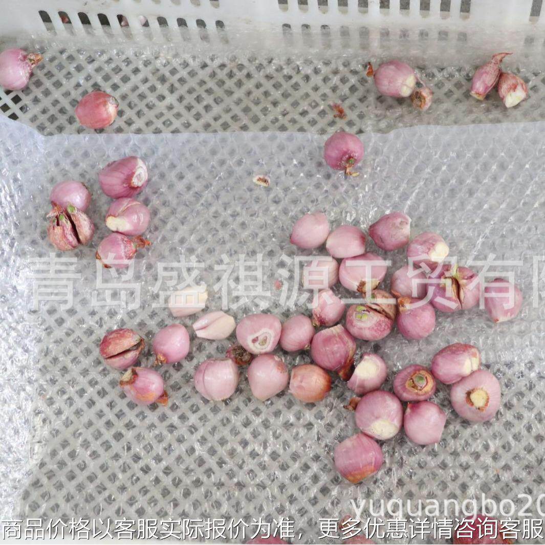 小洋葱 小红葱 双带洋葱切根机