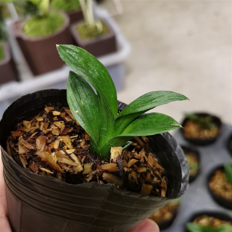 墨兰特迷你茶台兰花矮种珍珠龙蛤蟆皮艺小巧珍袖兰草精致桌面绿植
