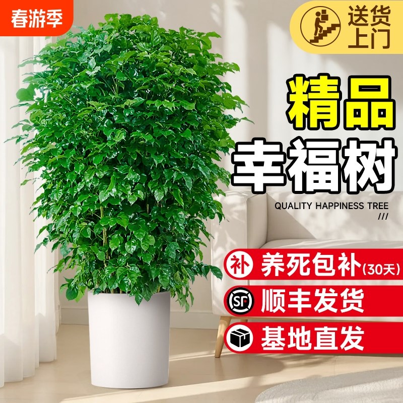 幸福树绿宝室内客厅办公室大型落地绿植盆栽四季常青好养植物粗杆