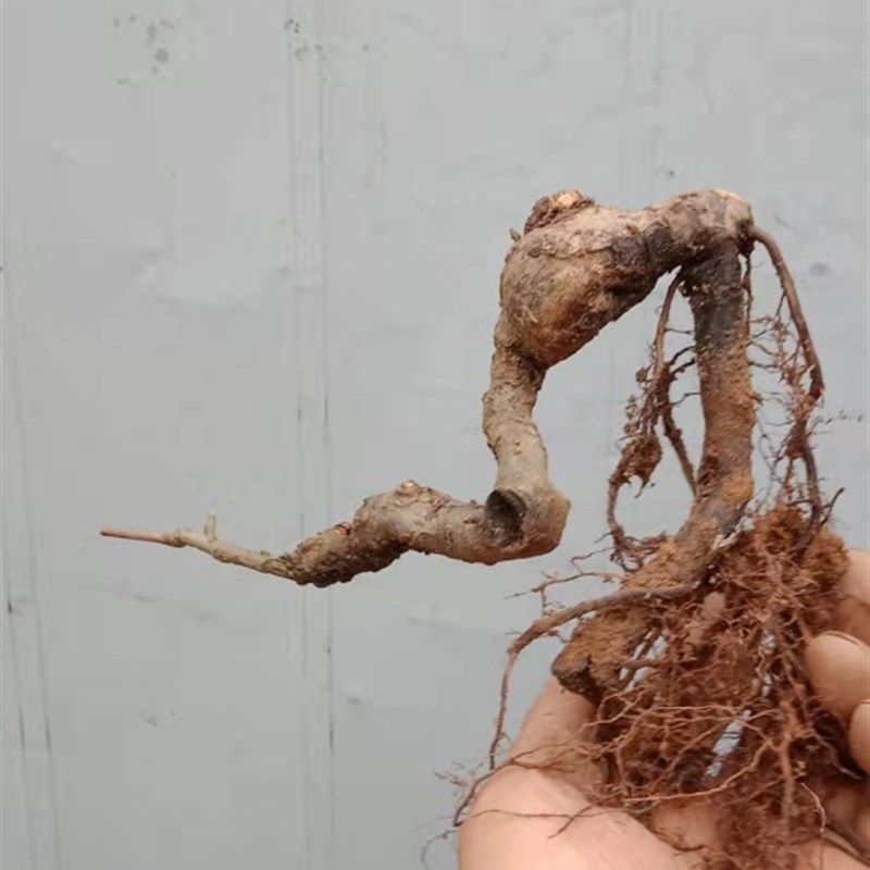 原生棠梨盆景室内办公桌阳台庭院美观绿植趣味疙瘩摆件盆栽