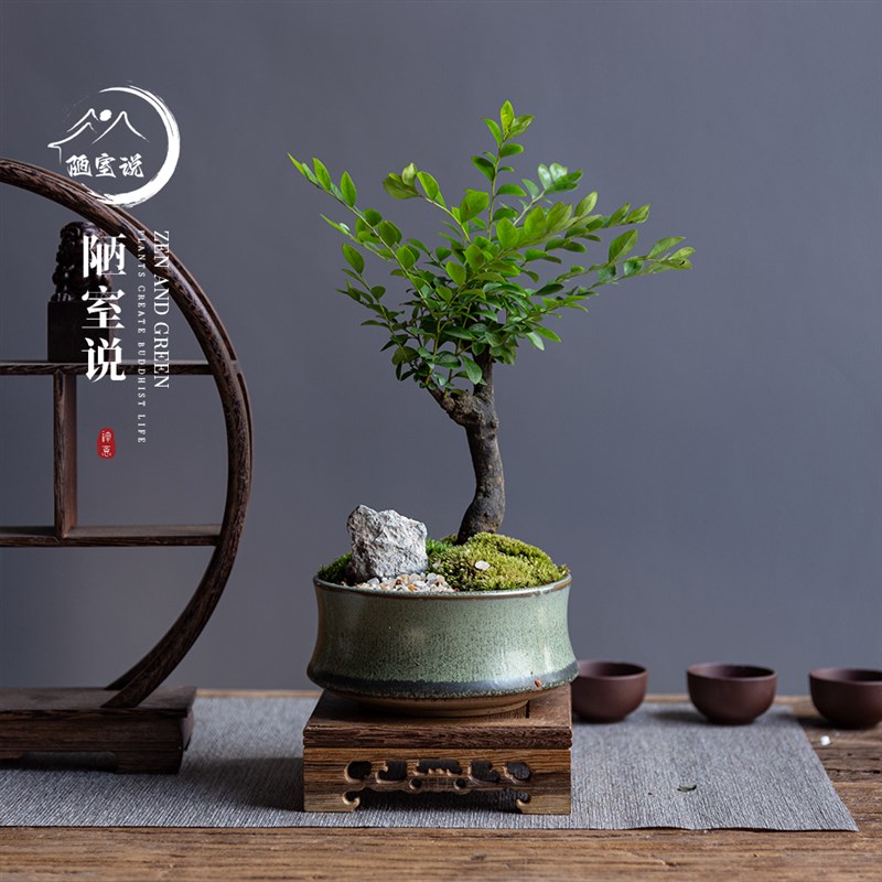 陋室说 小叶紫檀盆栽室内花卉造型景观盆景植物桌面茶几绿植老桩