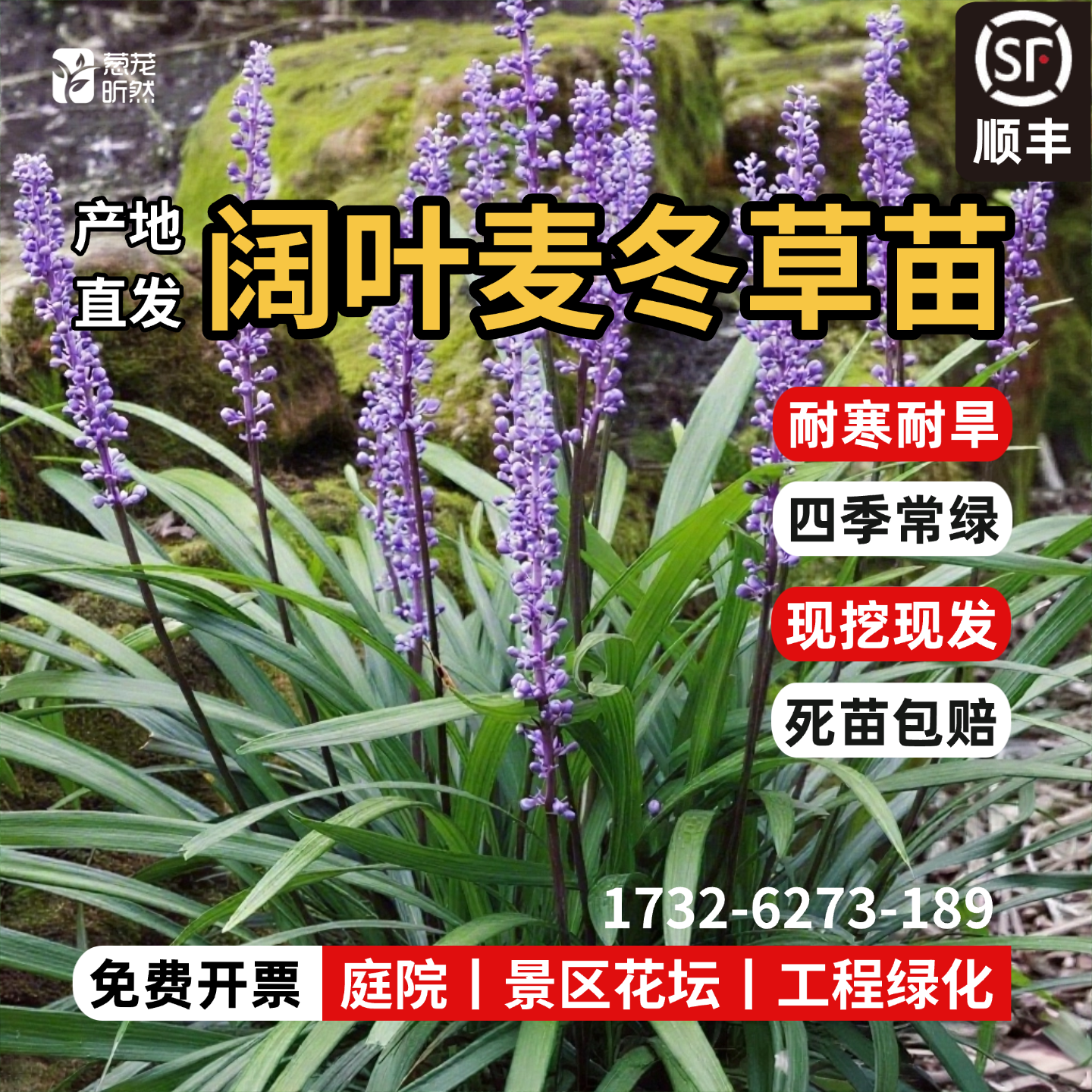 阔叶麦冬草苗大叶宽叶易活绿化工程山麦冬批发兰花三七地被植物
