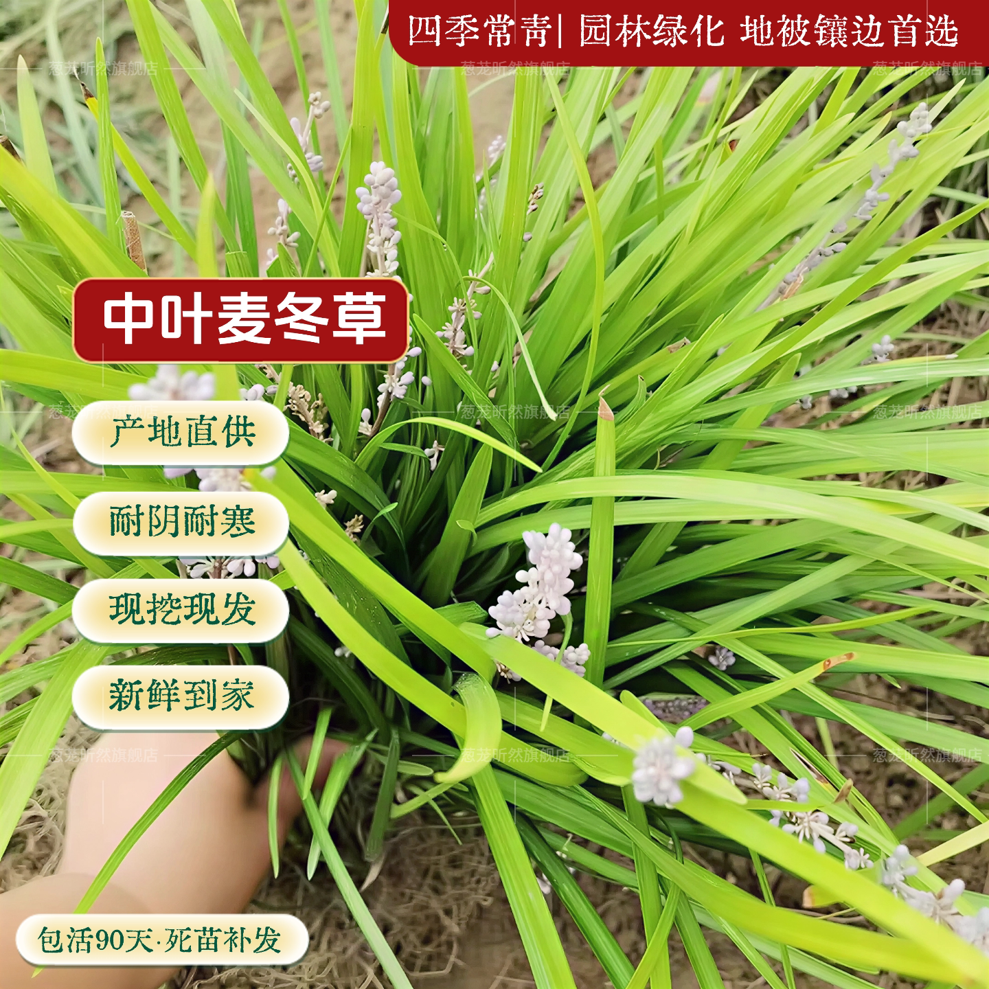 中叶麦冬庭院绿化苗地被植图片