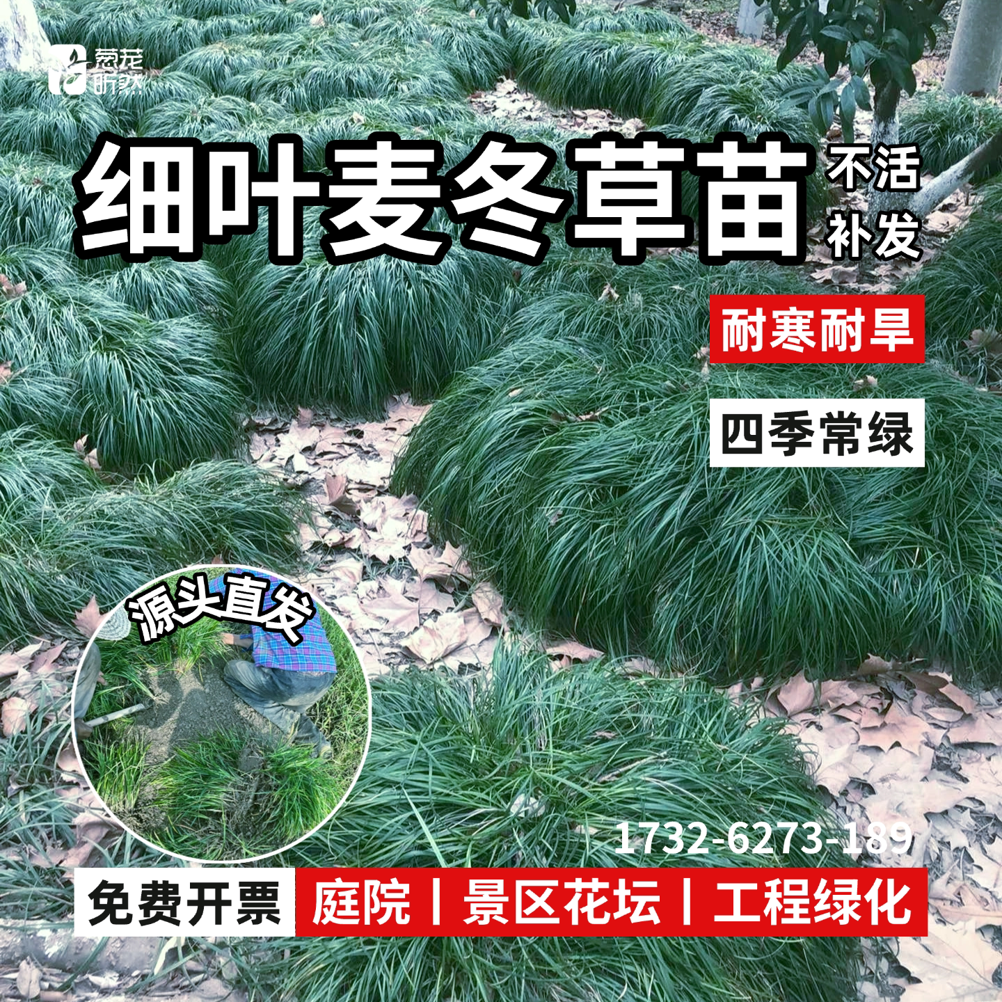 耐寒常青耐阴长叶麦冬草苗地被图片