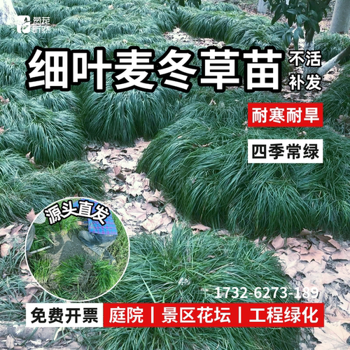 耐寒常青耐阴长叶麦冬草苗地被