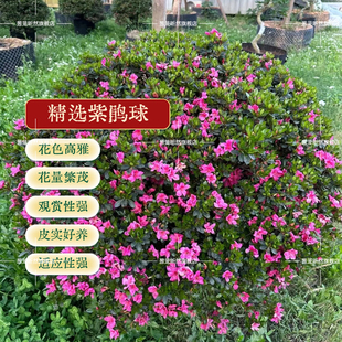 精选杜鹃球花卉庭院观赏植物花色高雅花量繁茂皮实好养黄白杜鹃花