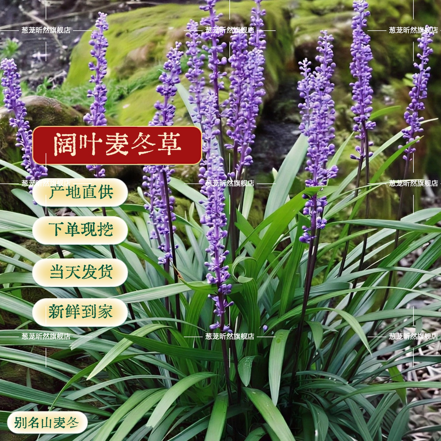 阔叶麦冬草苗易活绿化山麦冬批发兰花三七地被植物大叶宽叶