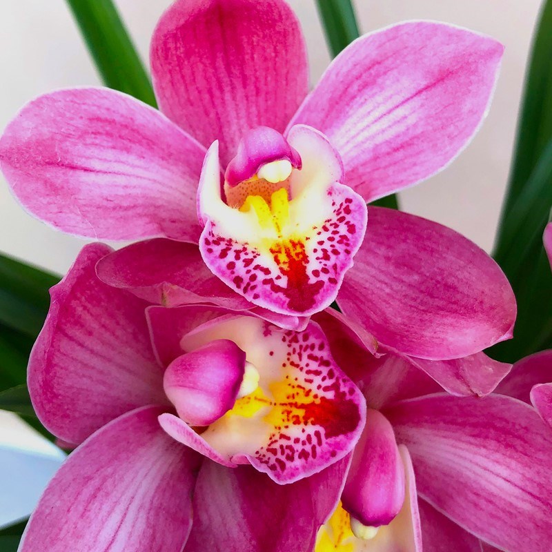 名贵兰花【满堂红】蕙兰大花苞盆栽植物室内花卉绿植兰草兰花苗