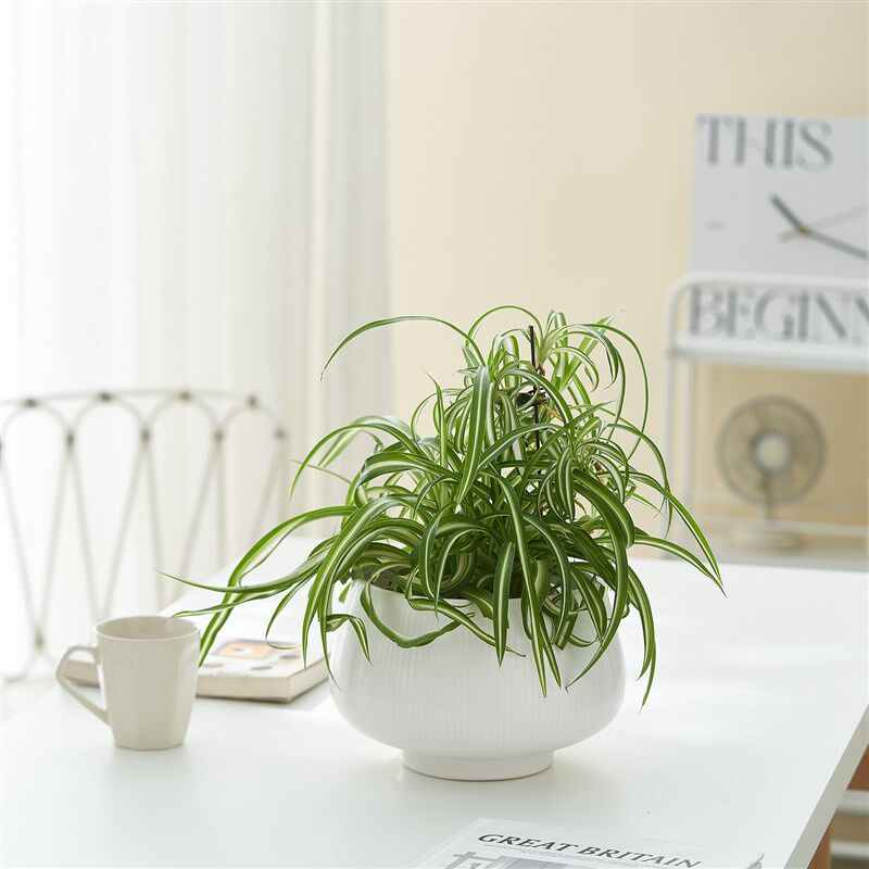 蝴蝶兰花盆红掌兰花白掌陶瓷花盆简约园艺绿植创意环保盆栽