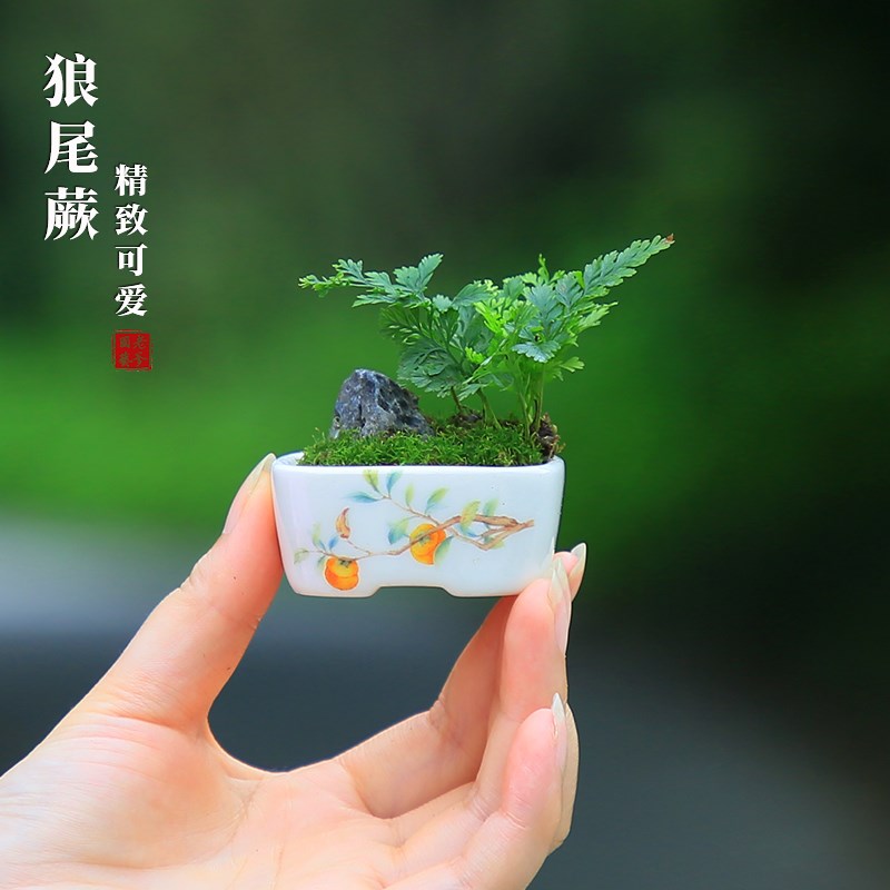 迷你狼尾蕨盆栽雨林缸蕨微景观桌面小绿植室内好养桌面蕨类植物