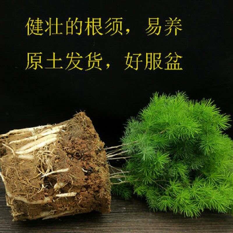 蓬莱松盆栽生肖猴四季常青净化空气室内客厅绿植小盆景桌面办公室