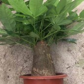 大棵发财树室内盆栽招财树办公室客厅旺宅招财绿植四季 好养活花卉