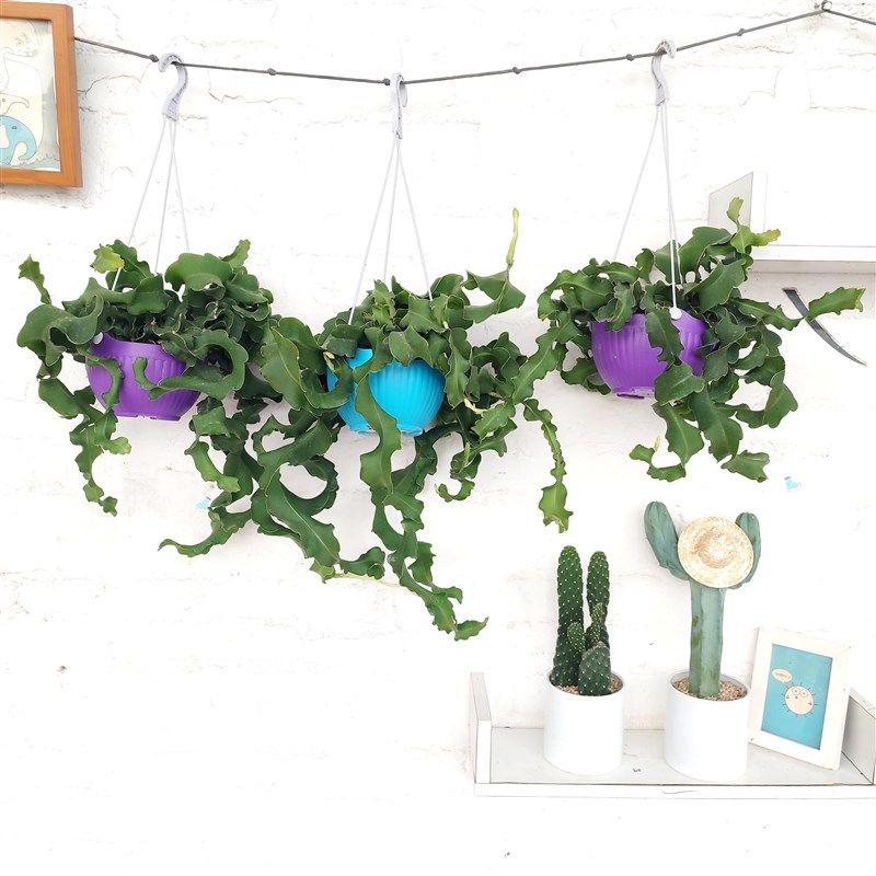 网红昙花卷叶昙花吊兰阳台绿植盆栽室内可养夏季开花含盆带土发货,鲜花速递/花卉仿真/绿植园艺,绣球/木绣球/木本植物,淘宝优惠券,粉丝福利购,淘宝优惠卷