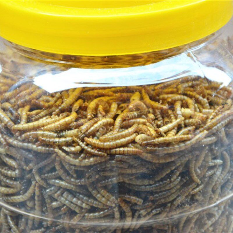 面包虫干黄粉虫干仓鼠粮食八哥鹩哥画眉百灵水龟食物龟粮包邮500g