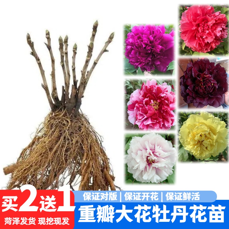 观赏牡丹花苗盆栽重瓣大花易种植