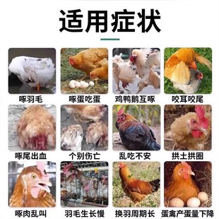 防鸡啄蛋药专治啄羽啄肛止啄止咬灵禽用补钙促长营养不良专用饲料